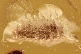 Detailed Fossil Spiny Fly Larva (Brachycera) In Baltic Amber #284589-1